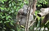 考拉宝宝叫什么？南京红山森林动物园邀您来起名